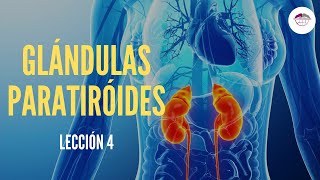 4 GLÁNDULAS PARATIROIDES FISIOLOGÍA DEL SISTEMA ENDOCRINO [upl. by Heiner375]