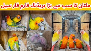 Biggest Breeding Farm in Multan Pakistan  Sun Conure  Sun Cheeck Conure Breeder Pair Available [upl. by Eceerehs]