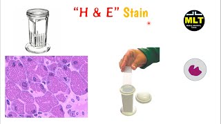 H and E staining procedure histopathology  H and E staining in hindi [upl. by Puff]