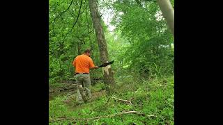 Progress on developing a habitat and girdling some trees [upl. by Cahn923]