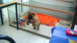 Cute Chowchow Puppy tries to escape his box [upl. by Eerrehc]