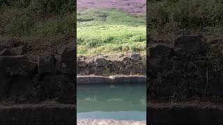 Old water pond at saler fort👌🤗 [upl. by Templa]