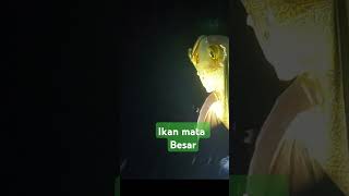 Ikan la bubu fishing sperfishing pancing [upl. by Anaig]