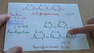 Almidón amilosa y amilopectina  Biología [upl. by Eluk]