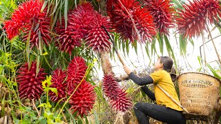 Single Girl Harvesting Coral Pineapple goes to market sell  Harvesting and Cooking  Lý Tiểu Luyến [upl. by Llednahs]