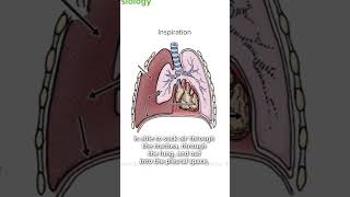 What is a Tension Pneumothorax  Lecturio Emergency Medicine [upl. by Kristel]