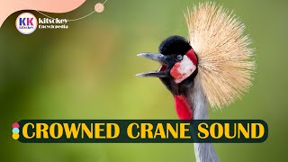 crowned crane sound crowned crane call grey crowned crane sound [upl. by Hanser]