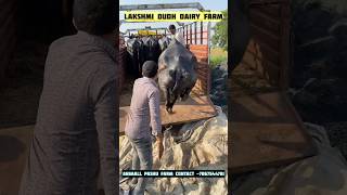 hamara sirf ek hi business hove dairyfarm buffalodairy buffalofarm viralvideo sorts [upl. by Mosira]