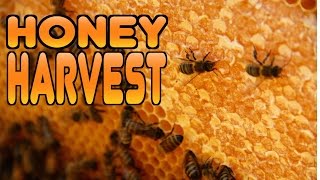 How to Harvest Honey from your Beehive [upl. by Katrine]