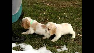 Cocker Spaniel Puppies For Sale [upl. by Wayolle575]