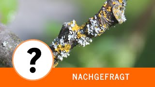 Nachgefragt Was wächst an meinem Apfelbaum [upl. by Ailil]