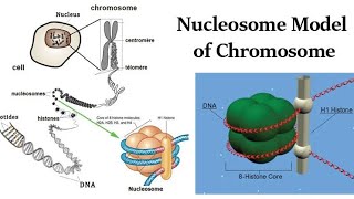 icar genetic net Nucleosome model of chromosomes [upl. by Aminta]