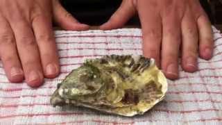 How to shuck an oyster with a screwdriver [upl. by Benson]