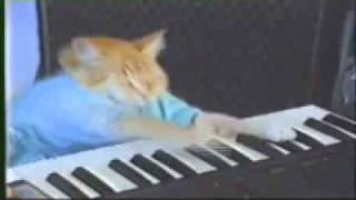 Keyboard Cat 10 hours [upl. by Allebasi]