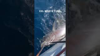 BIGEYE TUNA BOATSIDE fishing fish ocean shorts tuna [upl. by Tuppeny]