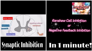 Renshaw Cell Inhibition  Negative feedback mechanism  Synaptic Inhibition [upl. by Sela947]