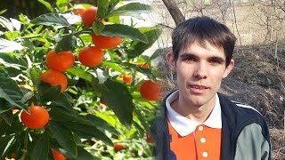 Marul Iubirii Solanum Plantarea in ghiveci  How to plant Solanum Pseudocapsicum from seed [upl. by Miriam]