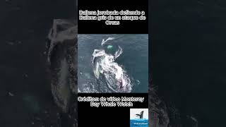 Ballena jorobada defiende a una Ballena gris de un ataque de Orcas [upl. by Nilorac]