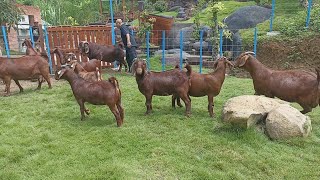 Raising red boer and kalahari goat in mountain  Boer Goat Farm [upl. by Strepphon223]