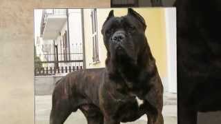 CANE CORSO GUARDIAN [upl. by Minor]