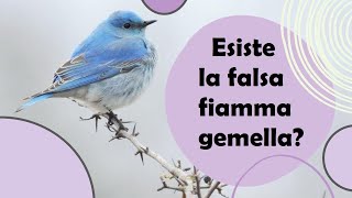 Fiamma gemella o narcisista patologico Esiste la falsa fiamma gemella [upl. by Briano]