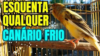 Canario Belga Cantando  Canto de Canário Belga para Esquentar Qualquer Canário Frio MUITO EFICAZ [upl. by Jacquelyn862]