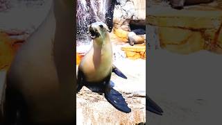 The Sea Lions shorts short animalfacts sealions [upl. by Buyse295]