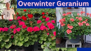 Overwintering GERANIUM How to Store your Geranium through the Winter [upl. by Gottfried]