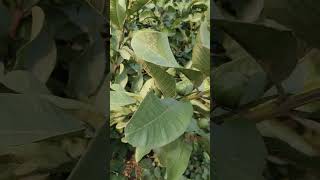 Pomologyhorticulturelife cultivationpower Guava Orchardsprotectedcultivation [upl. by Risan]