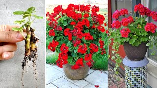 Breeding Pelargonium hortorum flowers the simple way to make your garden gorgeous [upl. by Auhsuoj]