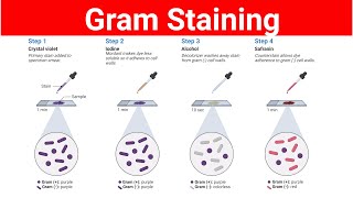 Gram Staining Procedure  Gram positive and Gram negative bacteria [upl. by Sher901]