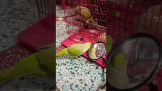 Maa Bolne wala tota 😯trending parrotcomedy viralvideo shortvideo [upl. by Vincenz55]