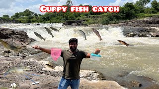 Guppy Fish Pakde Guppy Fish Location Se 😁 [upl. by Rocky]