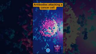 Antibodies Attacking a Cancer Cell Lymphocyte and Antibodies [upl. by Rahman919]