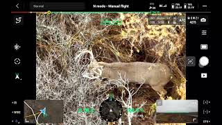 160 Inch Buck Found with a Drone  DJI M30T [upl. by Zebapda447]