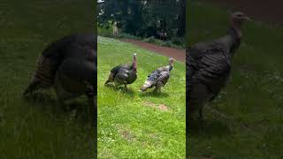 Wildlife Up Close  Wild Turkeys Gobble Sound IRL  No Fuss [upl. by Cirtemed]