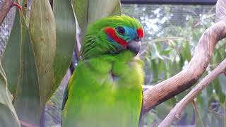 Doubleeyed fig parrot at Currumbin Wildlife Sanctuary [upl. by Jangro564]