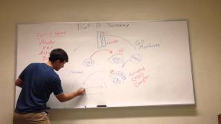 TGFB Signaling Pathway [upl. by Otsuaf]