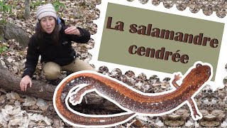 La salamandre cendrée [upl. by Spain174]