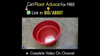 How to Correctly Use Perlite For Plants [upl. by Plunkett]