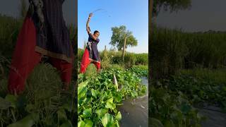 Lady Catch Dangerous Fish With Hook  village Fishing sikol Fishing fishingmethods hookfishtrap [upl. by Htennek]