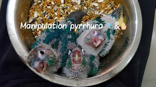 2 Manipulation bébés🤚🏻 conure pyrrhuras violets 🐦💜 [upl. by Nylimaj]