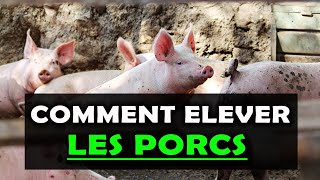 COMMENT ELEVER LES PORCS 10 Conseils Pour Réussir [upl. by Rothmuller]