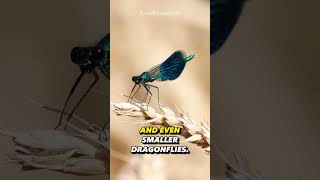 Did You ever realize What Dragonflies Eat   animals facts [upl. by Lavella]