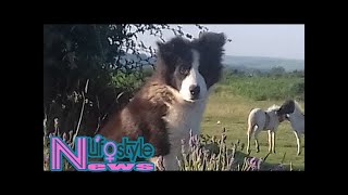 Overenthusiastic sheepdog puppy herds flock to a very unlikely location [upl. by Etnasa]