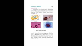 Flagella in bacteria motility in bacteria locomotion in bacteria motilityprokaryotes flagella [upl. by Ettenowtna]