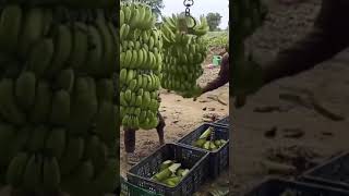 Haci es como se cosechan los gineos en las plantas bananeras de ecuador humor comedia dale like🤯 [upl. by Eicirtap]