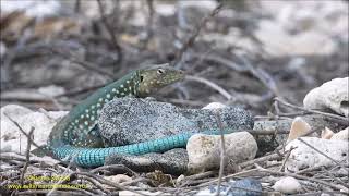 Blue lizard of Aruba Cnemidophorus arubensis by Antonio Silveira [upl. by Carpet]