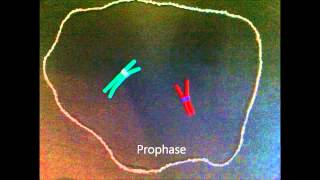 Mitosis claymation  IPMAT [upl. by Xanthe]