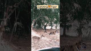 catching Tiger attack deer TigerDeer [upl. by Azyl913]